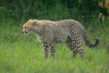 Cheetah cub stands in clearing lowering head
