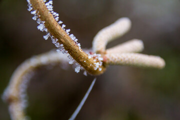 Frozen Plants shot during a foggy morning