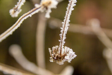 Frozen Plants shot during a foggy morning