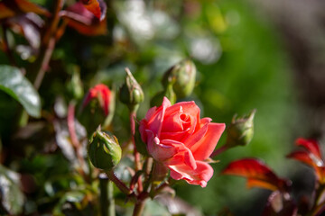 red rose in the garden