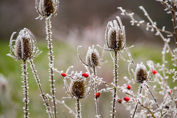 Frozen Plants shot during a foggy morning