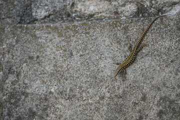 close up of a lizard on a concrete wall in toscany italy