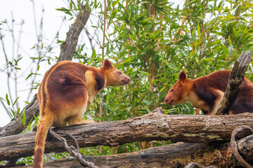 Goodfellow's Tree Kangaroo, portrait of very cute rare red animal.