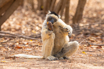 Sifaka lemur (Propithecus verreauxi), Madagascar nature