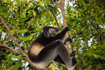 Lemur Indri indri, babakoto largest lemur from Madagascar