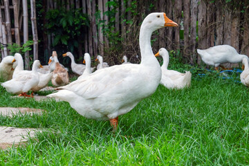 White goose standing on green grass with other geese looking around