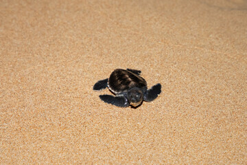 baby sea turtle goes to the water, towards ocean