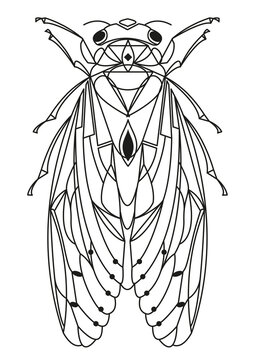 CICADA DESIGN