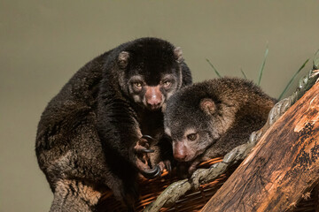 cute wild bear cuscus aulirops ursinus arboreal against blure background.