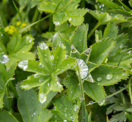 dew on the leaves