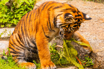 Sumatran tiger family with two little cubs