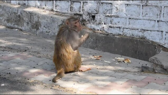 Monkey at mall road in Kasauli, Himachal Pradesh, India, Monkey enjoying good time with family during evening time