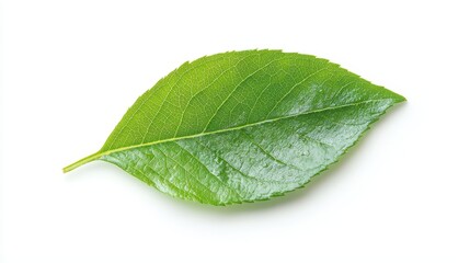 Obraz premium A clipped path of Gymnanthemum extensum isolated on white