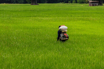 Asian older men are spraying fertilizer in  green paddy rice field of Thailand.