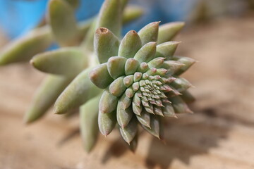 Orostachys fimbriatus © Perovskia