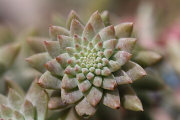 Orostachys fimbriatus