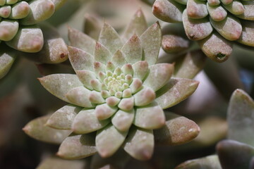 Orostachys fimbriatus