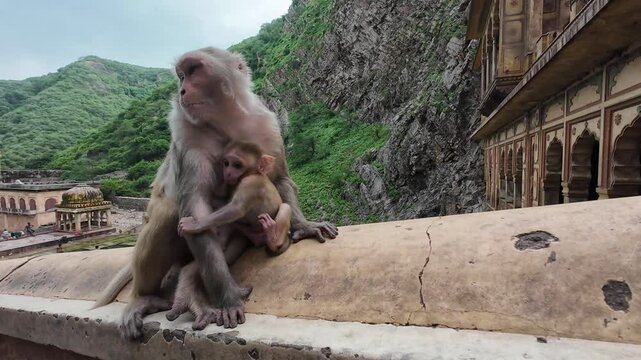 monkeys sift through trash and debris at an abandoned temple, surrounded by lush greenery and hills under a clear sky in Rajasthan, India.