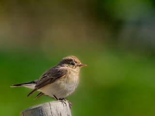 森の中で遊歩道の杭に留まって周りを見渡しているニシオジロビタキの雌