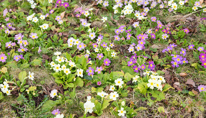 many primula flowers, pink and white, at springtime