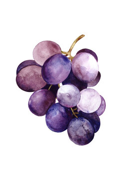GRAPE FRUIT