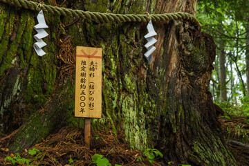 日本　長野県長野市にある戸隠神社の火之御子社の夫婦杉