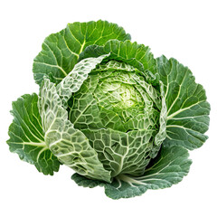 Fototapeta premium cabbage isolated on white background