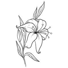 Simple Line Drawing Of A Lily Flower On A Branch With Leaves