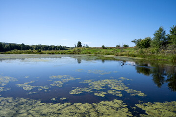Cormorant taking off in a marsh in northern Vermont