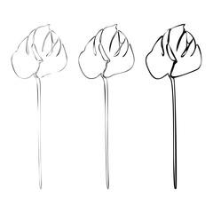 Set of Anthurium continuous line drawing. Botanical Coloring. Floral Line Art. Flower Coloring Page.