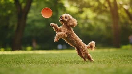 A playful dog leaps to catch a frisbee in a sunlit park.