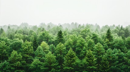 Fototapeta premium A detailed view of a forest restoration project, such as replanting trees or removing invasive species, featuring a clean background and lots of copy space for project information.