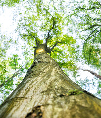 Fototapeta premium tree trunk with leaves against blue sky, down side view