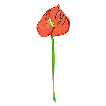 red anthurium flower on white background clip art preview