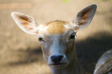 face of a fallow deer, portrait of fallow deer, close up of sweet deer