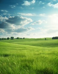 Obraz premium field green grass under blue sky