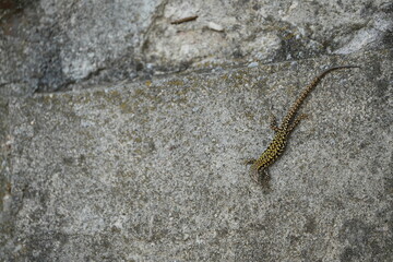 close up of a lizard on a concrete wall in toscany italy