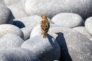Close up of a Meadow Pipit and its shadow on large boulders at the coast in Devon, UK