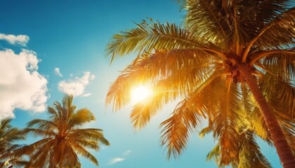 palm trees against the sun