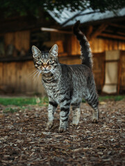 close-up portrait of a street spotted gray cat standing against a barn, on a farm, looking at the camera, vertical, natural light, paste text