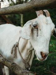 portrait of a white goat by a wooden fence, on a ranch, in the countryside, natural light, vertical