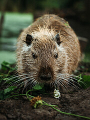 Close-up portrait of a brown capybara sitting on the lake shore with wet fur looking at the camera, wild animal, rodent, zoo, nature, centered, natural light, paste text, vertical