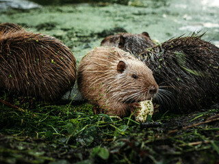 portrait of a brown capybara on a lake with wet fur standing next to other capybaras, wild animal, rodent, zoo, nature, centered, natural light