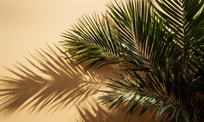 palm tree casts shadow on wall