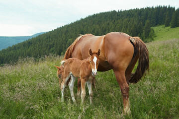 A brown bay horse with a tail and resting foal graze among meadow in tall grass. Concept animal...