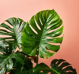 monster leaves on pink background