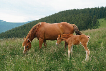 A brown bay horse with a tail and a long mane and a foal with a blemish graze among a meadow in...