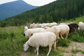Fototapeta premium Flock of white curly sheep graze in the middle of the field against the background of forest and mountains. Breeding agriculture animal, small business, homemade organic cheese, sheep dike concept
