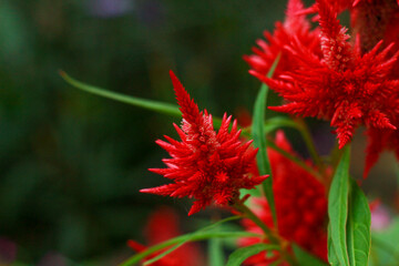 Scarlet celosia flower in a garden setting. Blurred background creates a soft, natural atmosphere.