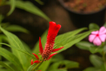 Scarlet celosia flower in a garden setting. Blurred background creates a soft, natural atmosphere.